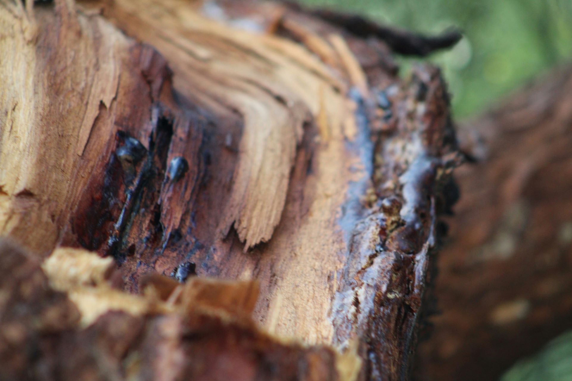 Managing Termite Damage in Wooden Components